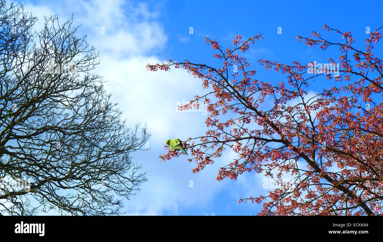 Un piccolo pappagallo alimentazione su un albero in fiore. Foto Stock