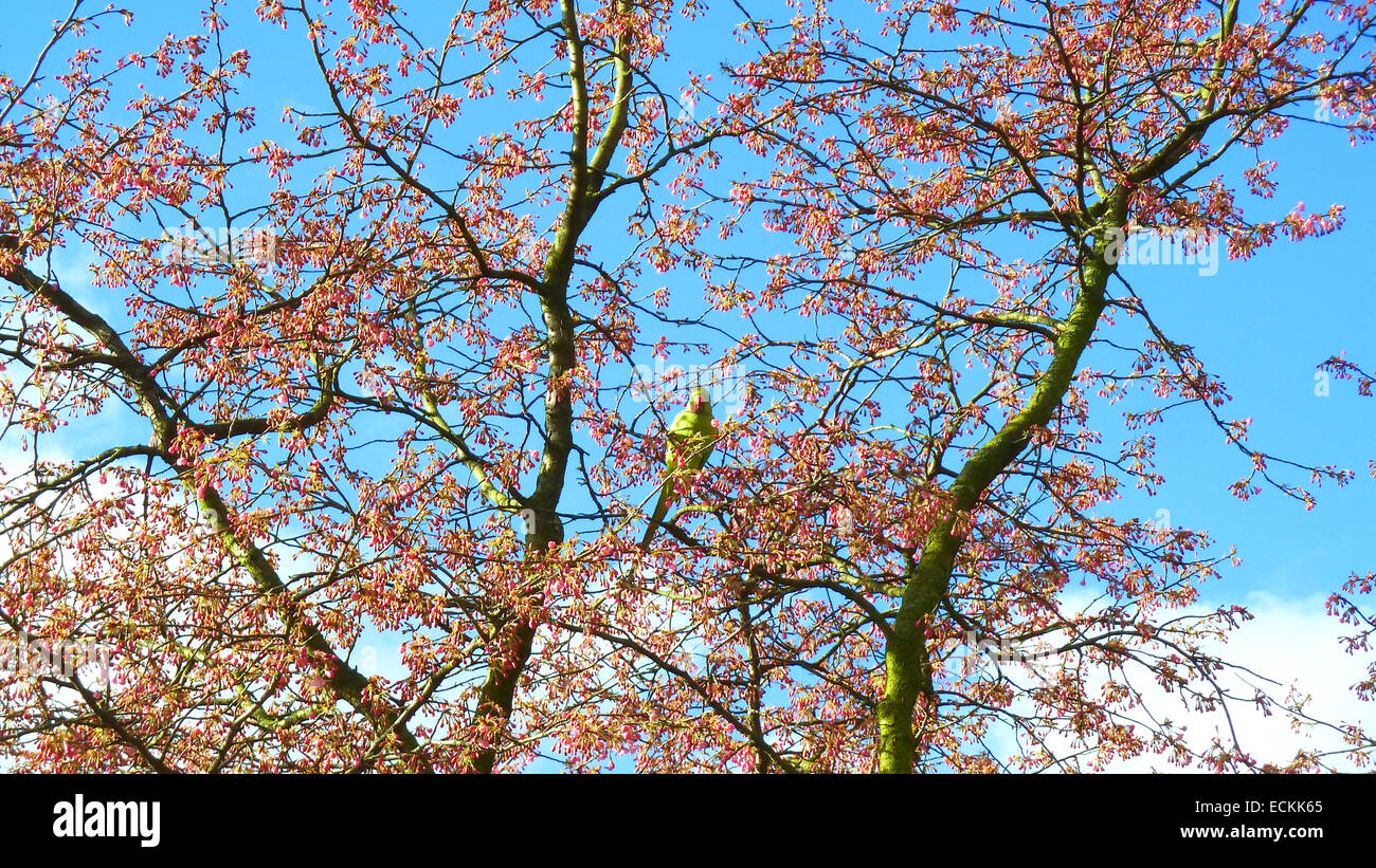 Un piccolo pappagallo alimentazione su un albero in fiore. Foto Stock