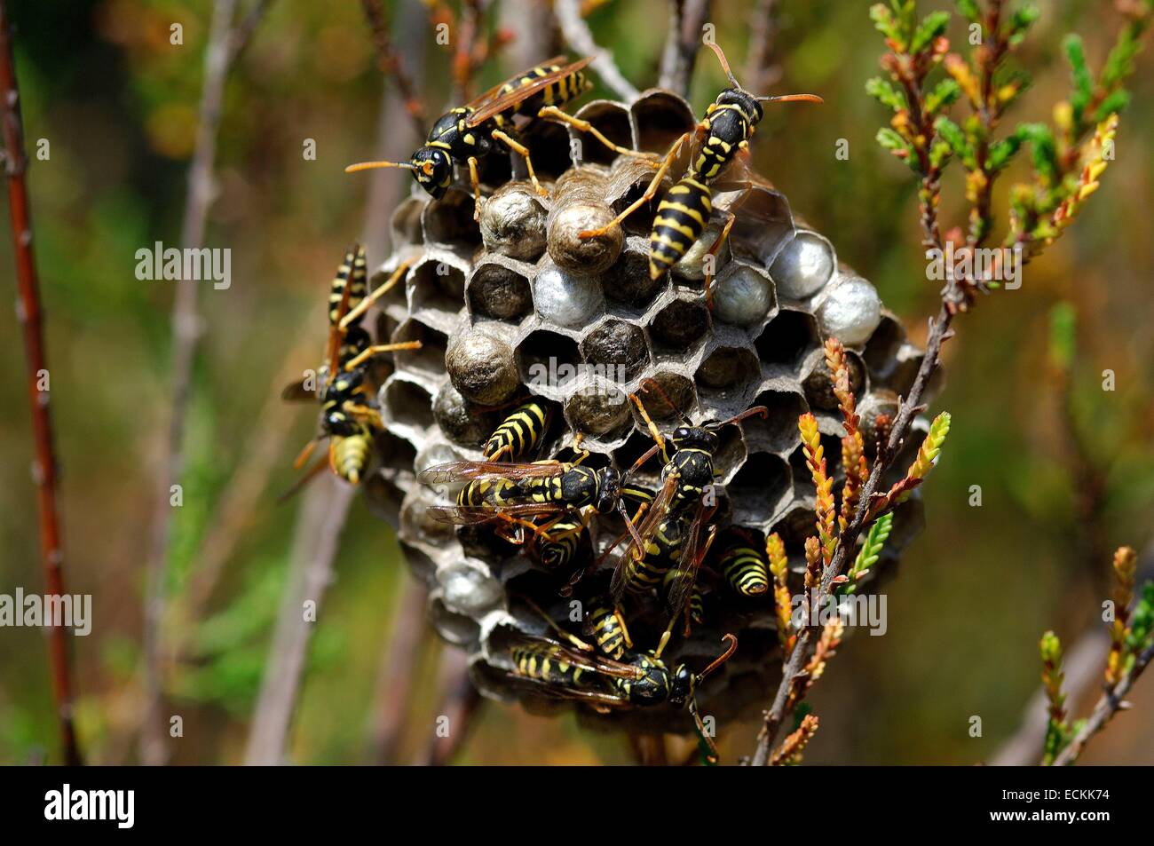 Vespe Polistes (Polistes gallicus) nel nido Foto Stock