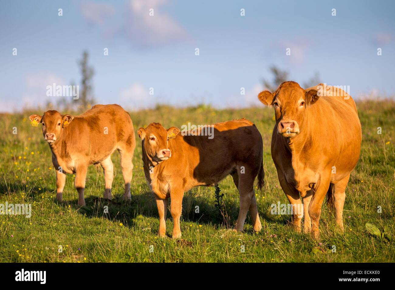 Francia, Puy de Dome, Parc Naturel Regional des Volcans d'Auvergne (Parco Naturale Regionale dei Vulcani d'Alvernia), Le Cezallier, Anzat le Luguet, passaggio di VazΦze, vitelli e vacche di razza Limousine Foto Stock