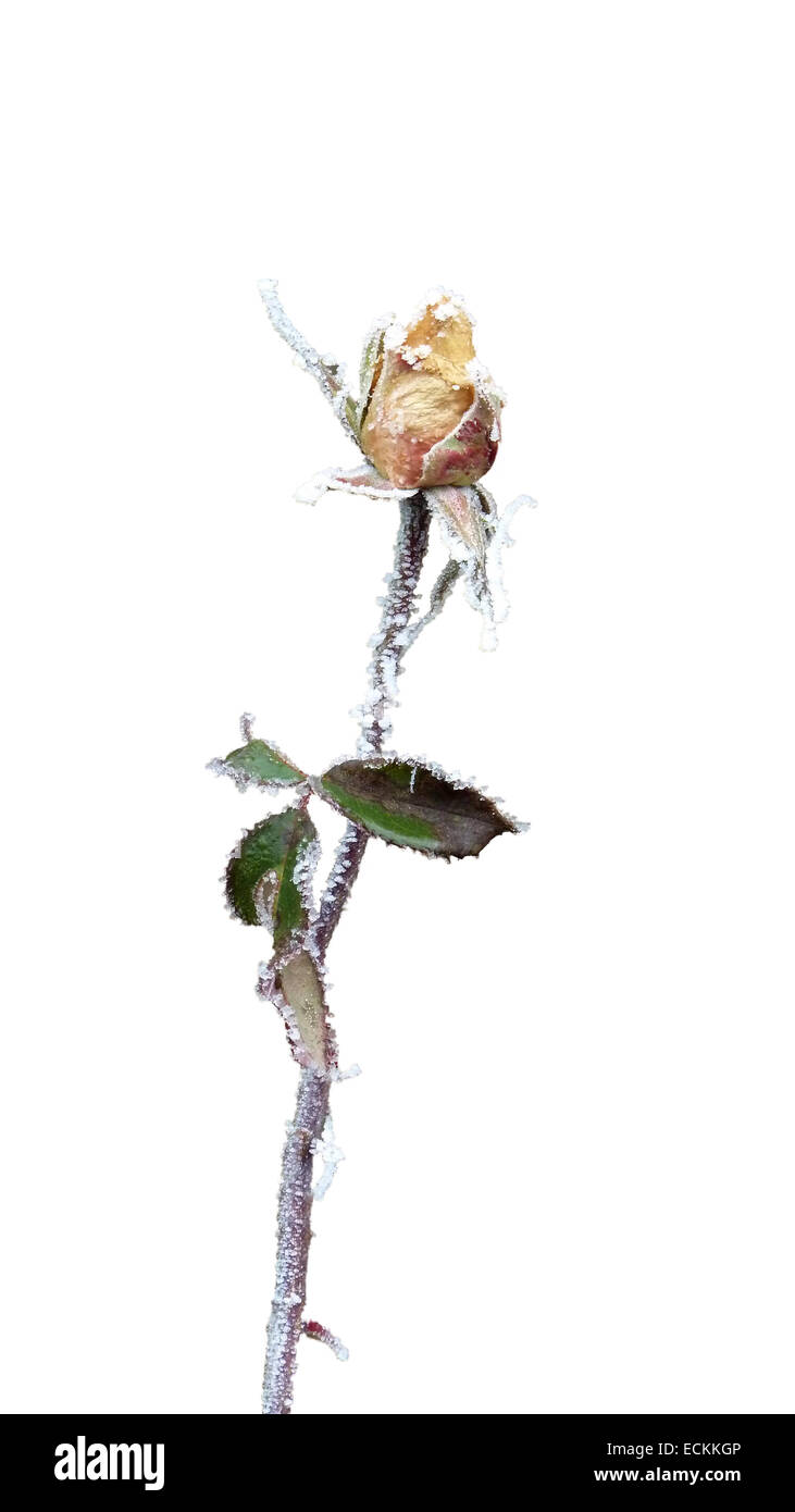 Rosa con gelo isolato su bianco. Foto Stock