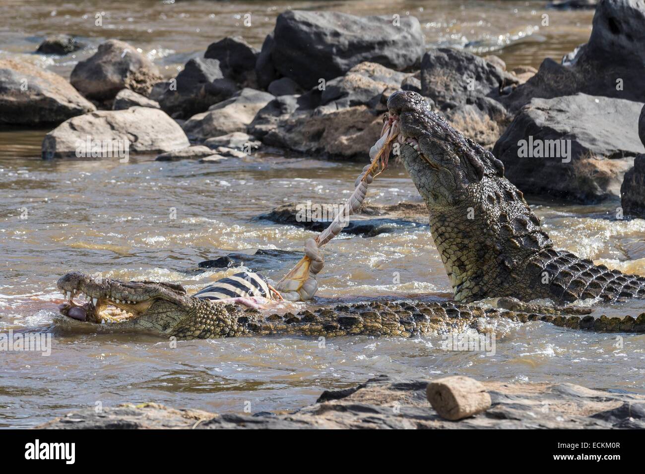 Kenya, riserva Masai Mara, coccodrillo del Nilo (Crocodylus niloticus), lucertole divorando una zebra catturato sulla banca del fiume di Mara Foto Stock