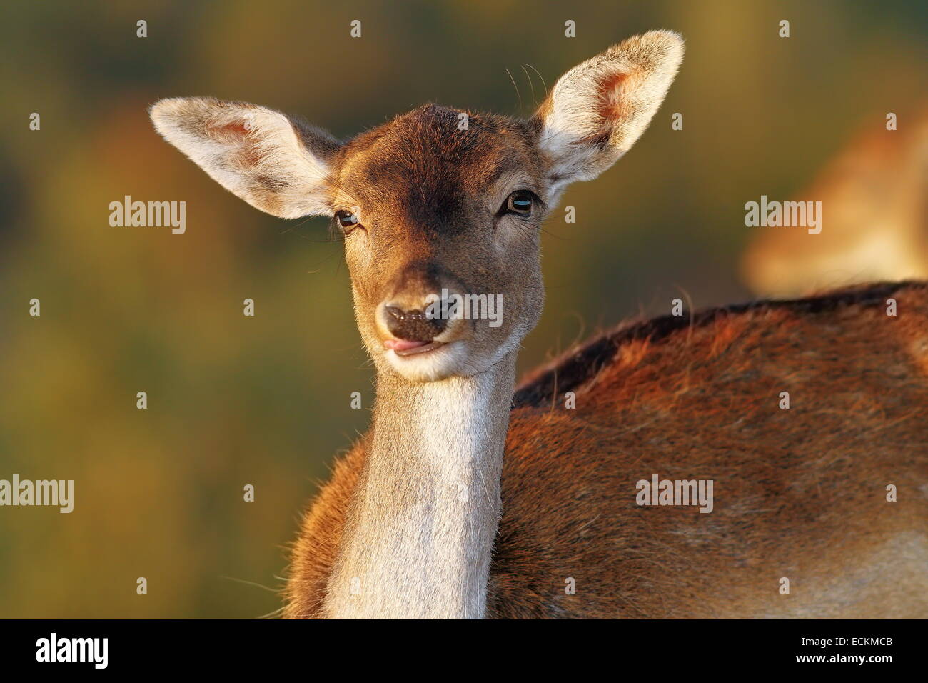 Daini doe ritratto guardando la fotocamera ( Dama ) oltre al di fuori della messa a fuoco lo sfondo Foto Stock