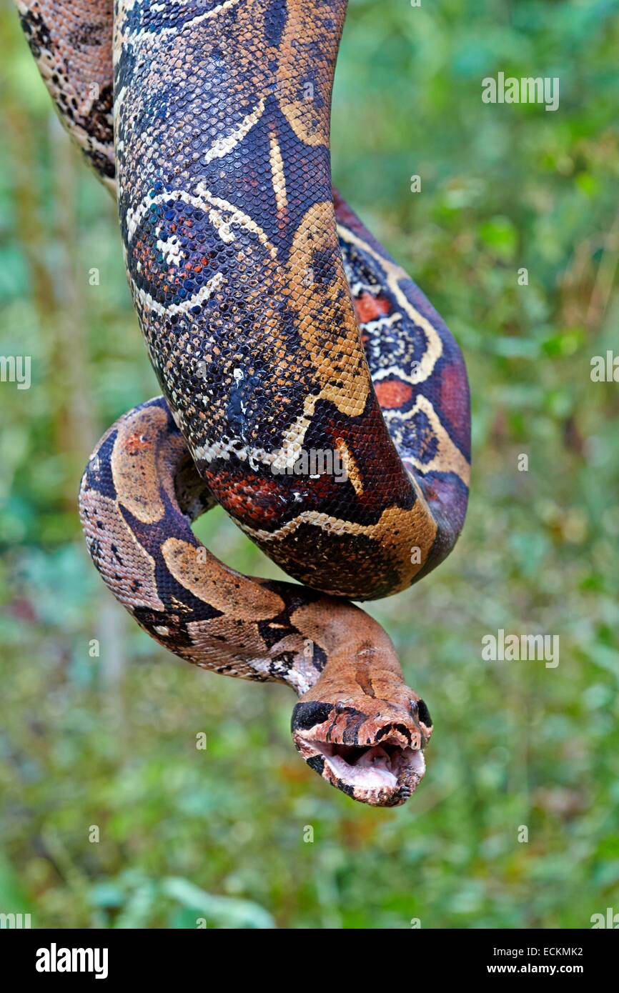 Il Brasile, Amazonas Stato, Amazzonia, Boa constrictor (Boa constrictor) Foto Stock