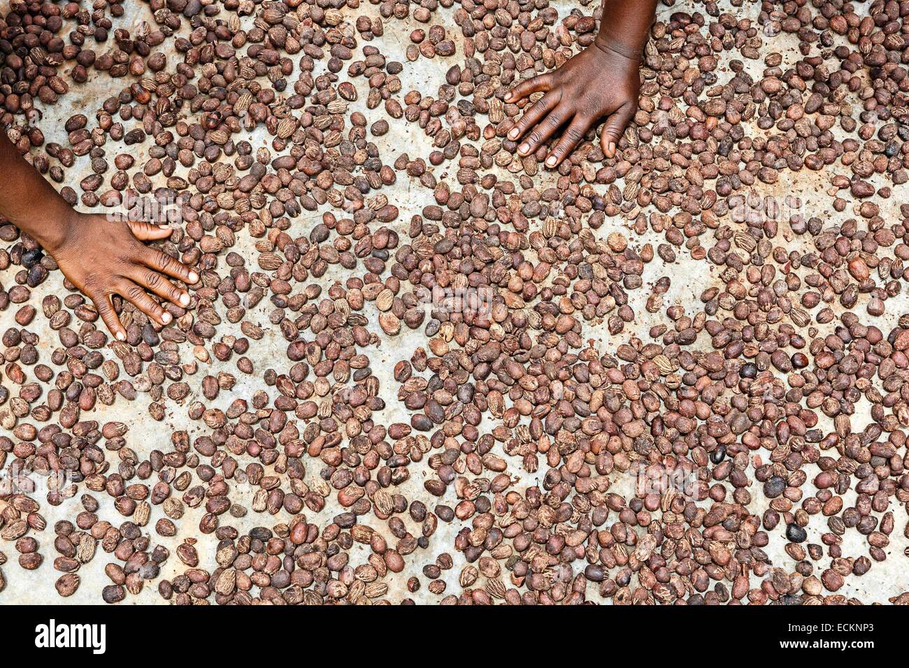 Il Burkina Faso, Bobo Dioulasso, Toussiana, stadio del processo di sviluppo di olio di karité e burro, area di stoccaggio e logistica di produzione di burro di karité, Semi di karité essiccatore Foto Stock
