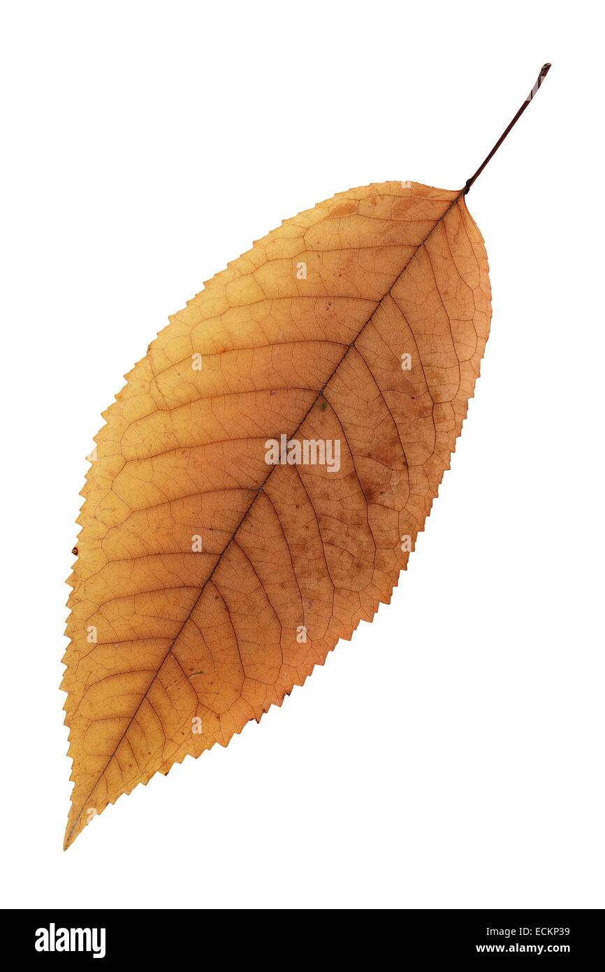 Isolamento su bianco di un bel colore arancione sbiadito Cherry leaf Foto Stock
