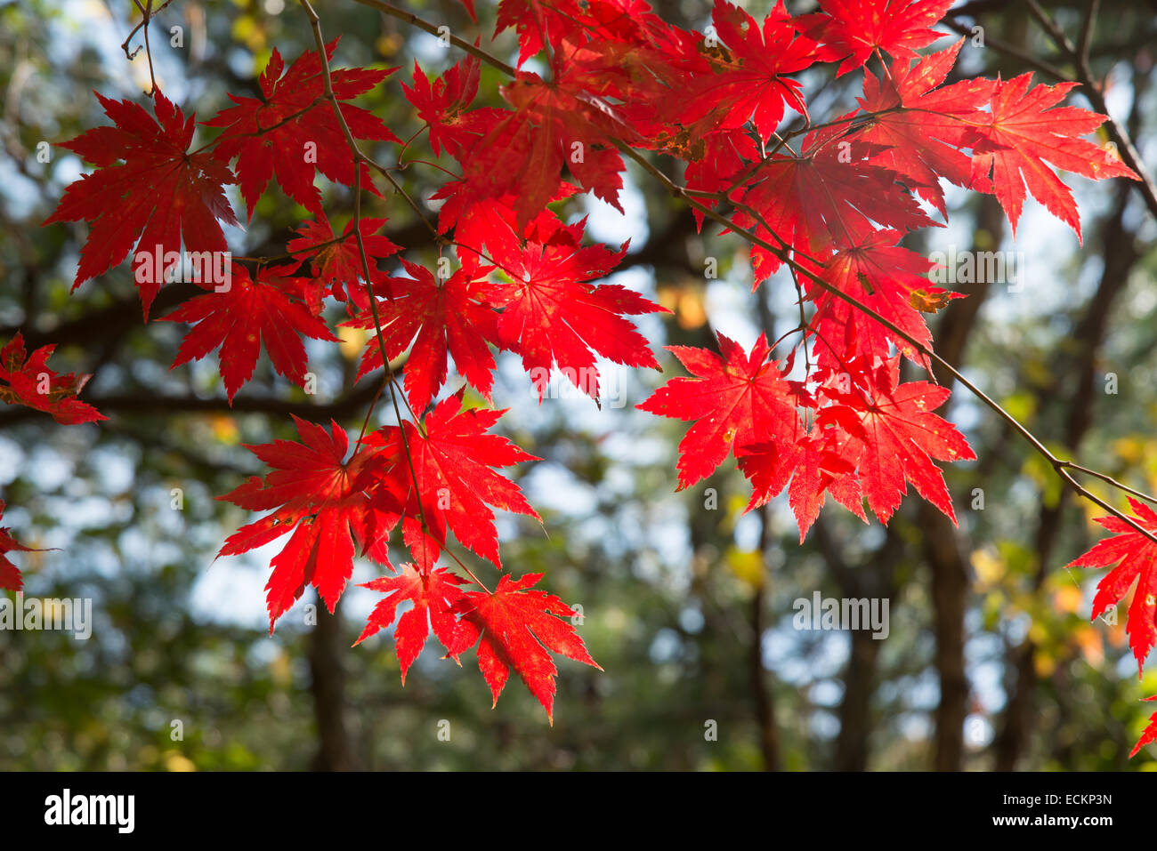 Red fall foliages in all'aperto nella giornata di sole Foto Stock