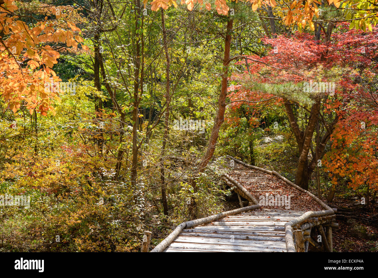 Ponte di legno con colori autunnali in autunno Foto Stock