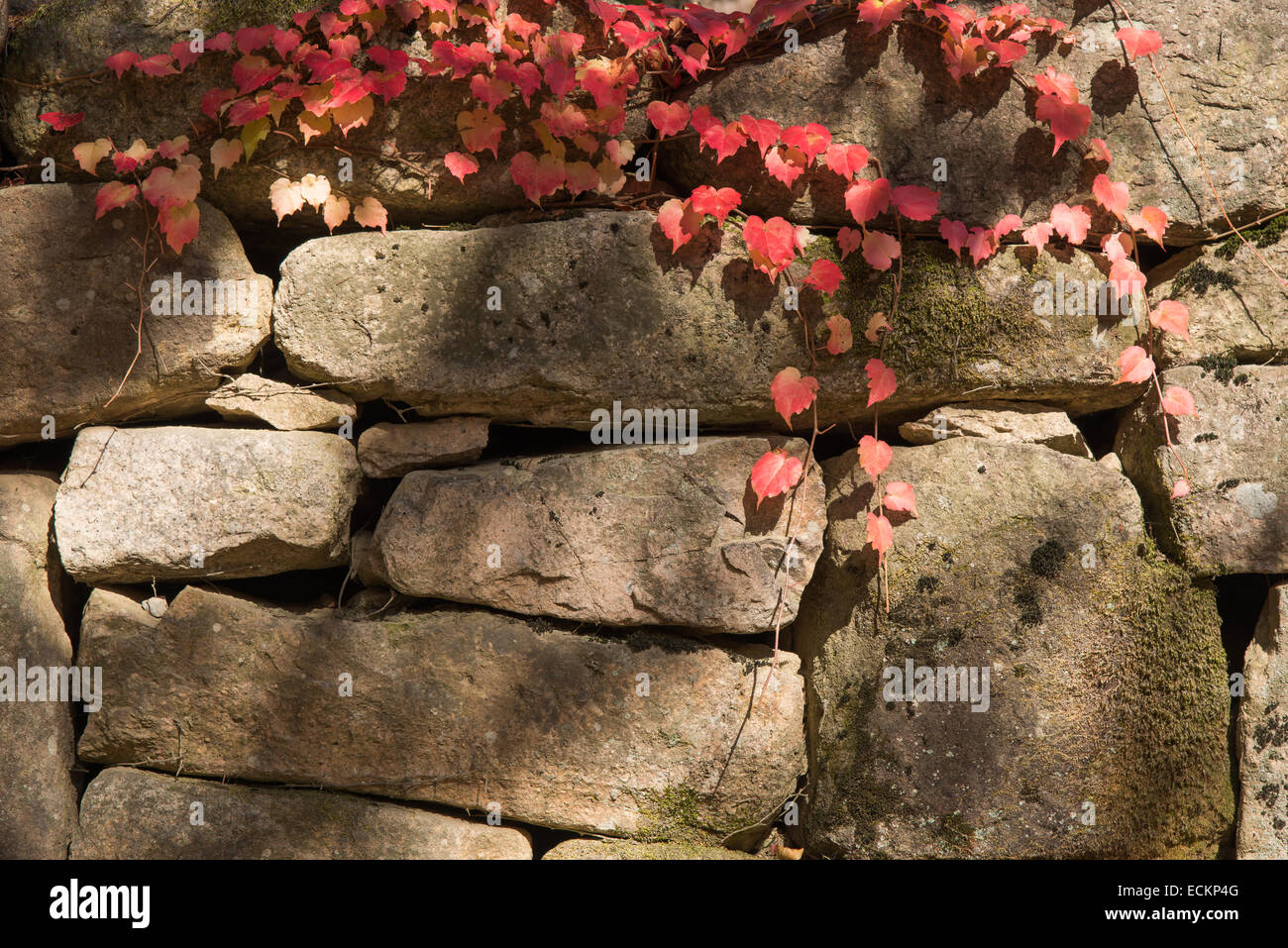 Primo piano della vite rossa su un muro di pietra Foto Stock