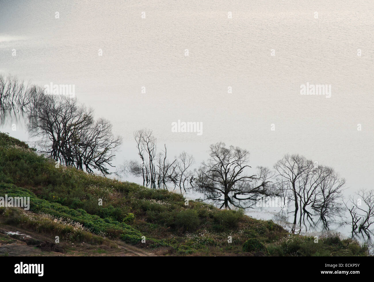 Silhouette di un albero morto in un lato del fiume Foto Stock