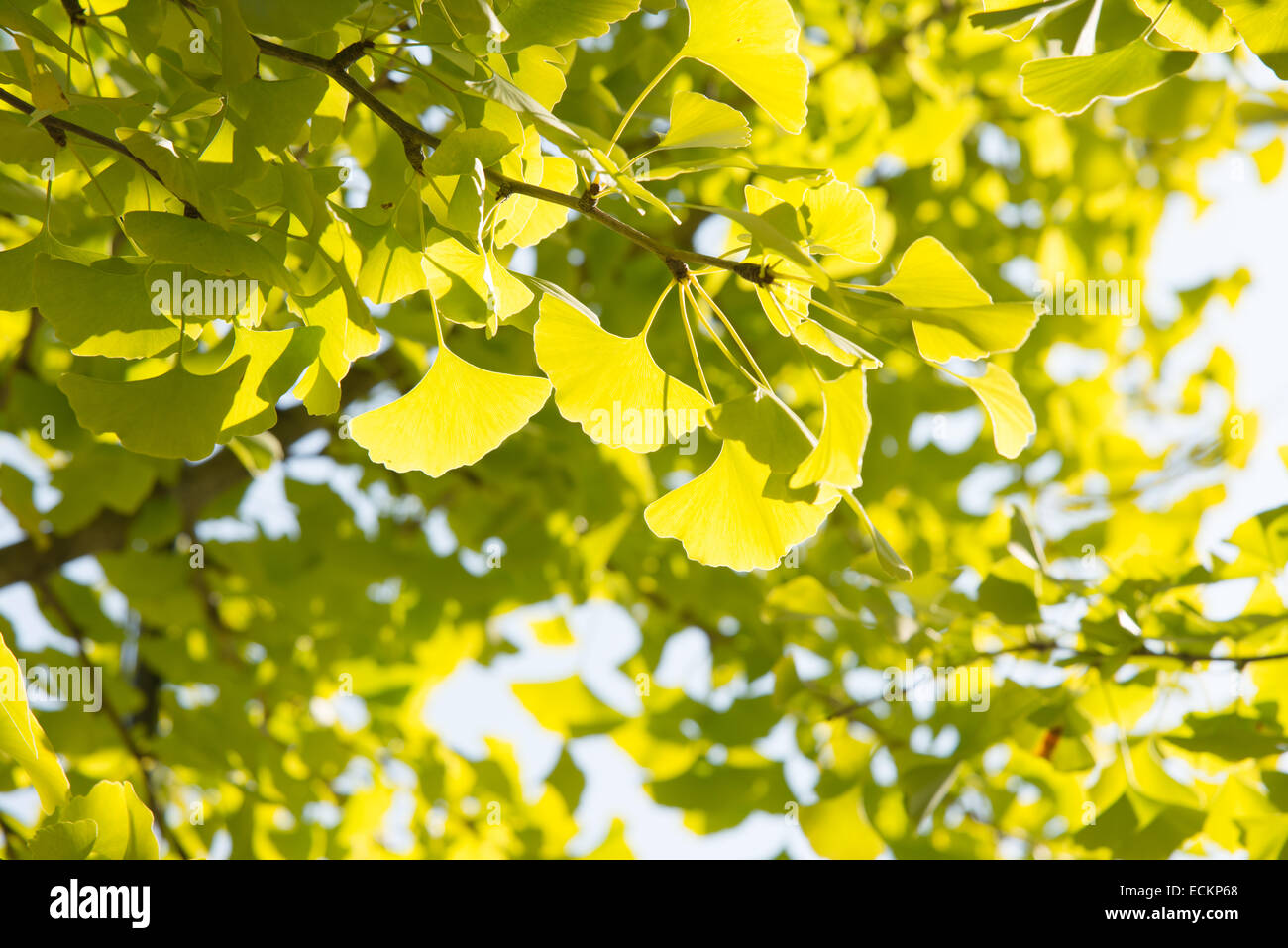 Primo piano della verde giallognolo ginkgo foglie in autunno Foto Stock