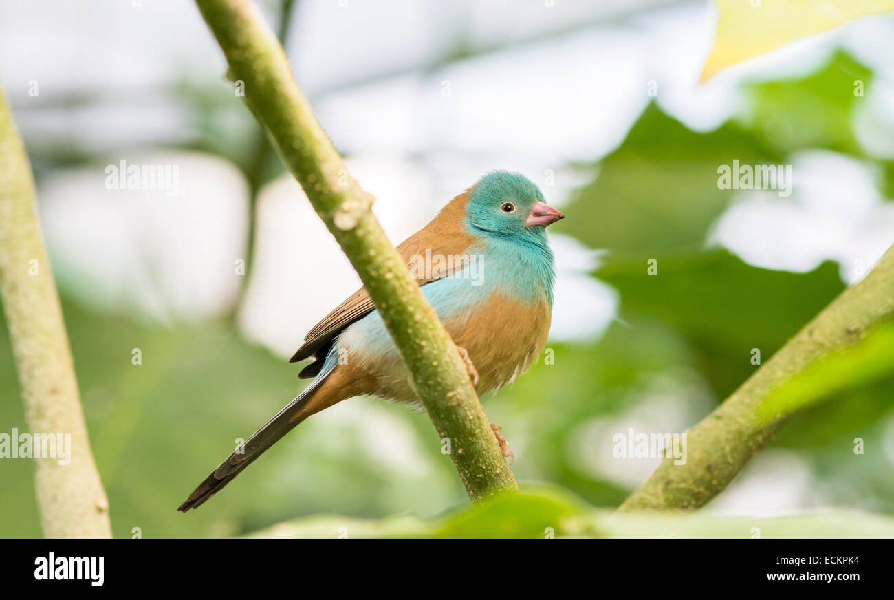 Uraeginthus cyanocephalus, appollaiato su un ramo Foto Stock