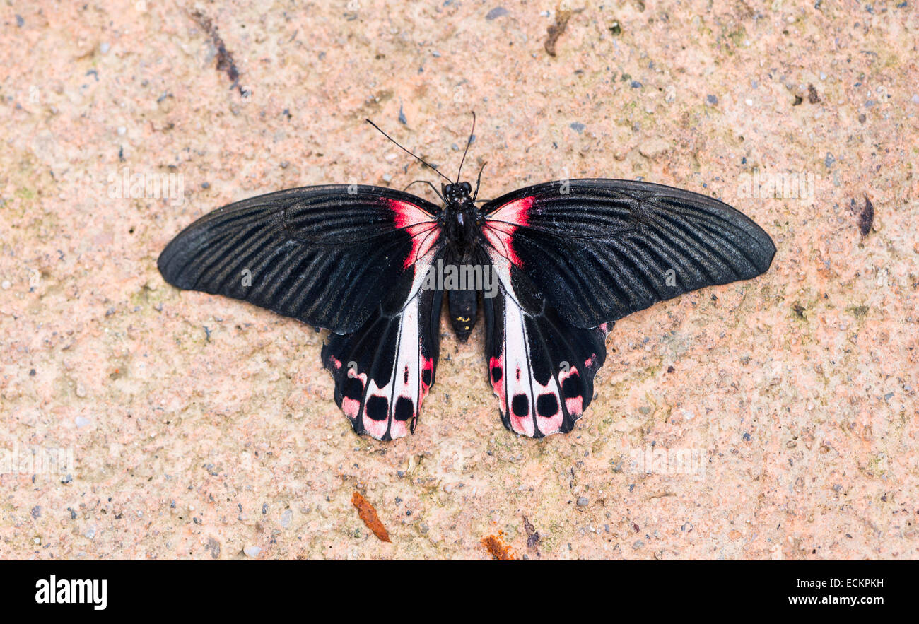 Scarlet Mormone Papilio rumanzovia, arroccato sulla parete Foto Stock