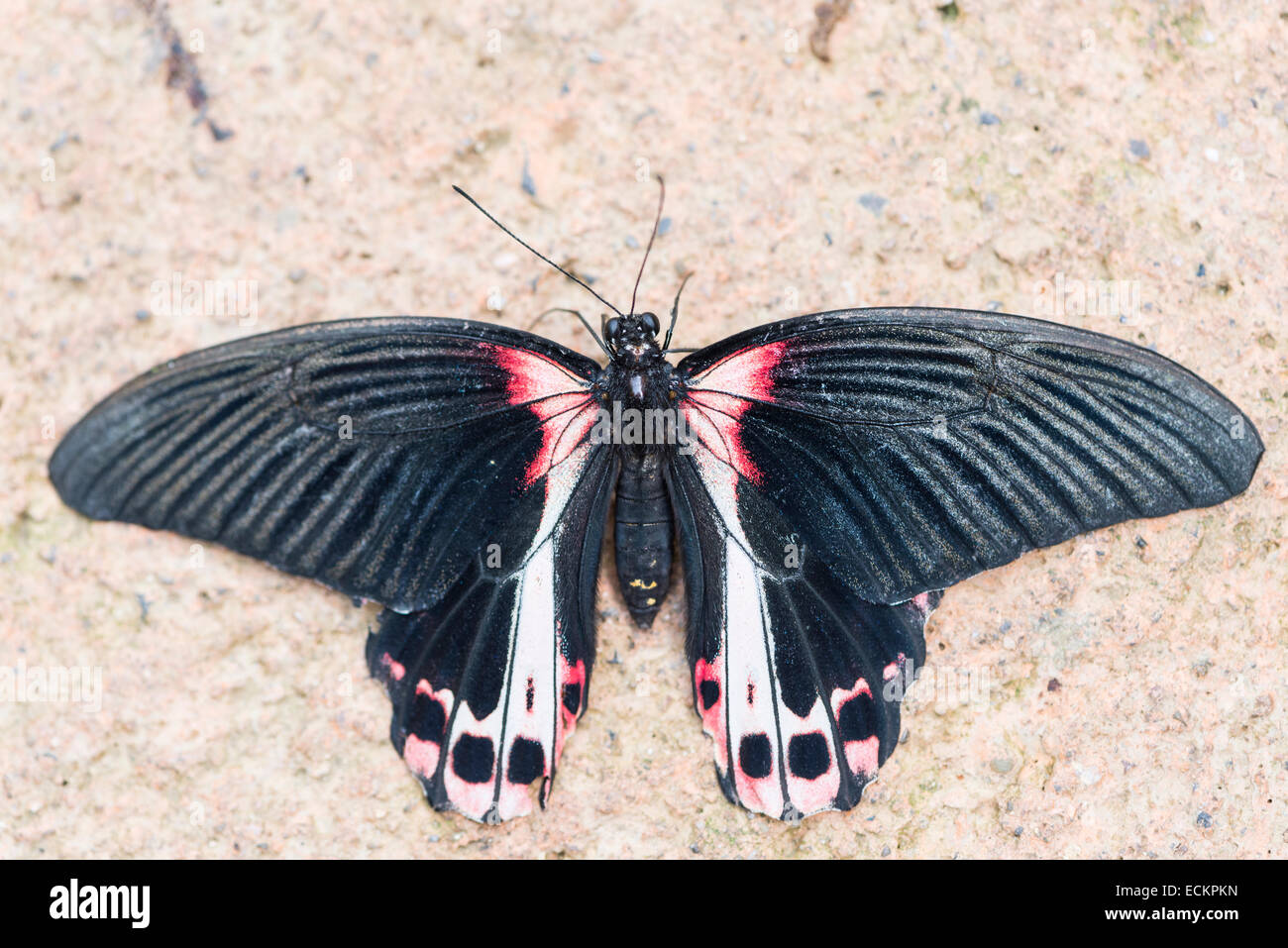 Scarlet Mormone Papilio rumanzovia, arroccato sulla parete Foto Stock