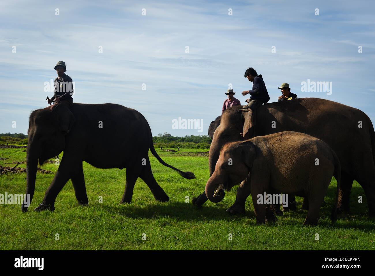 Mahouts prendere i loro elefanti al mattino per avviare la routine quotidiana in modo Kambas National Park, Indonesia. Foto Stock