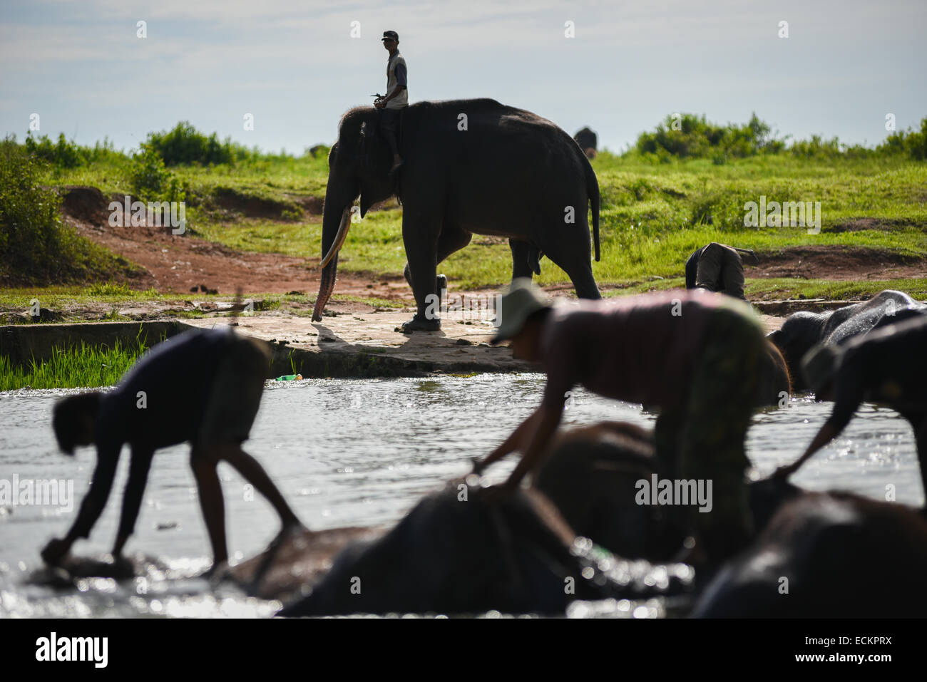 I mahouts bagnano gli elefanti di Sumatran in modo Parco Nazionale di Kambas, Sumatra, Indonesia. Foto Stock