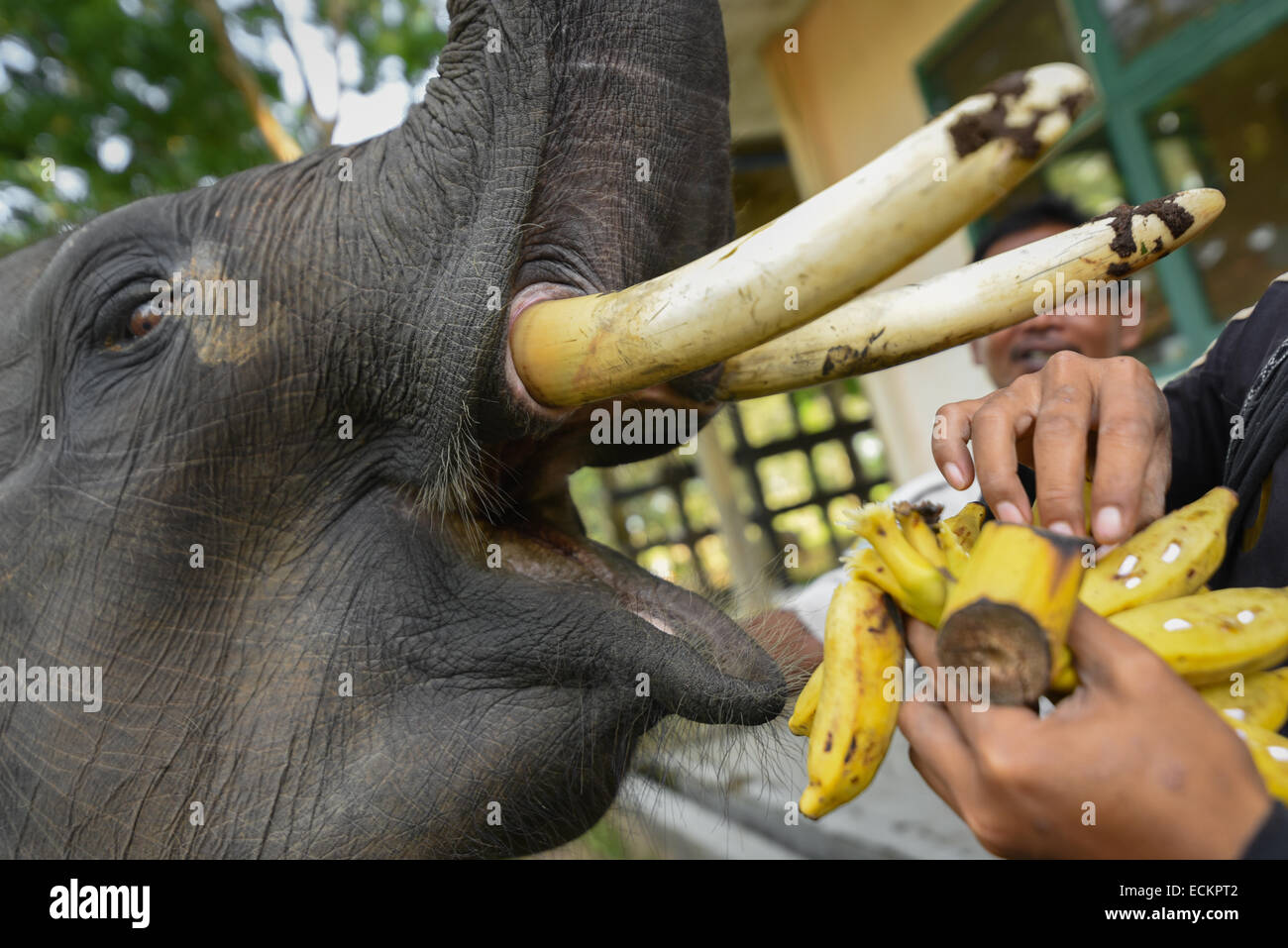 Vet che dà medicinali inseriti nelle banane ad un elefante malato di Sumatran nel Parco Nazionale di Kambas Way, Indonesia. Foto Stock