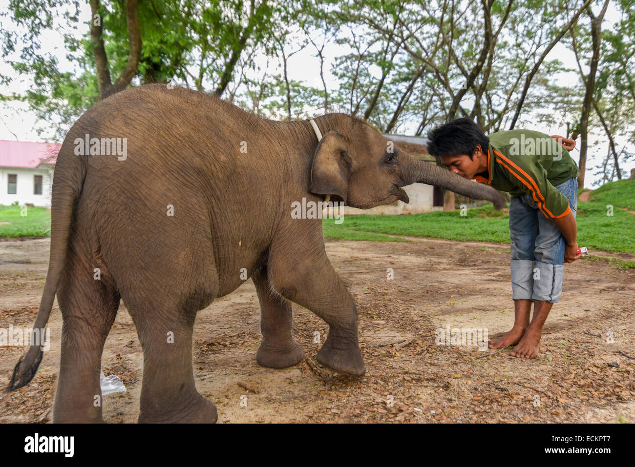 Tempo di qualità tra un mahout (elephant keeper) e la sua baby elephant denominato Yeti in modo Kambas Parco Nazionale. Foto Stock