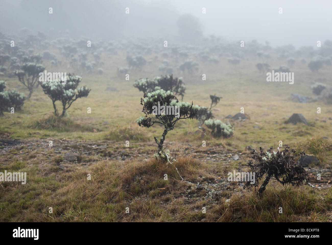 La endemica edelweiss giavanese (Anaphalis javanica) alberi nel nebbioso Suryakencana prato, Gede Pangrango National Park, Indonesia. Foto Stock