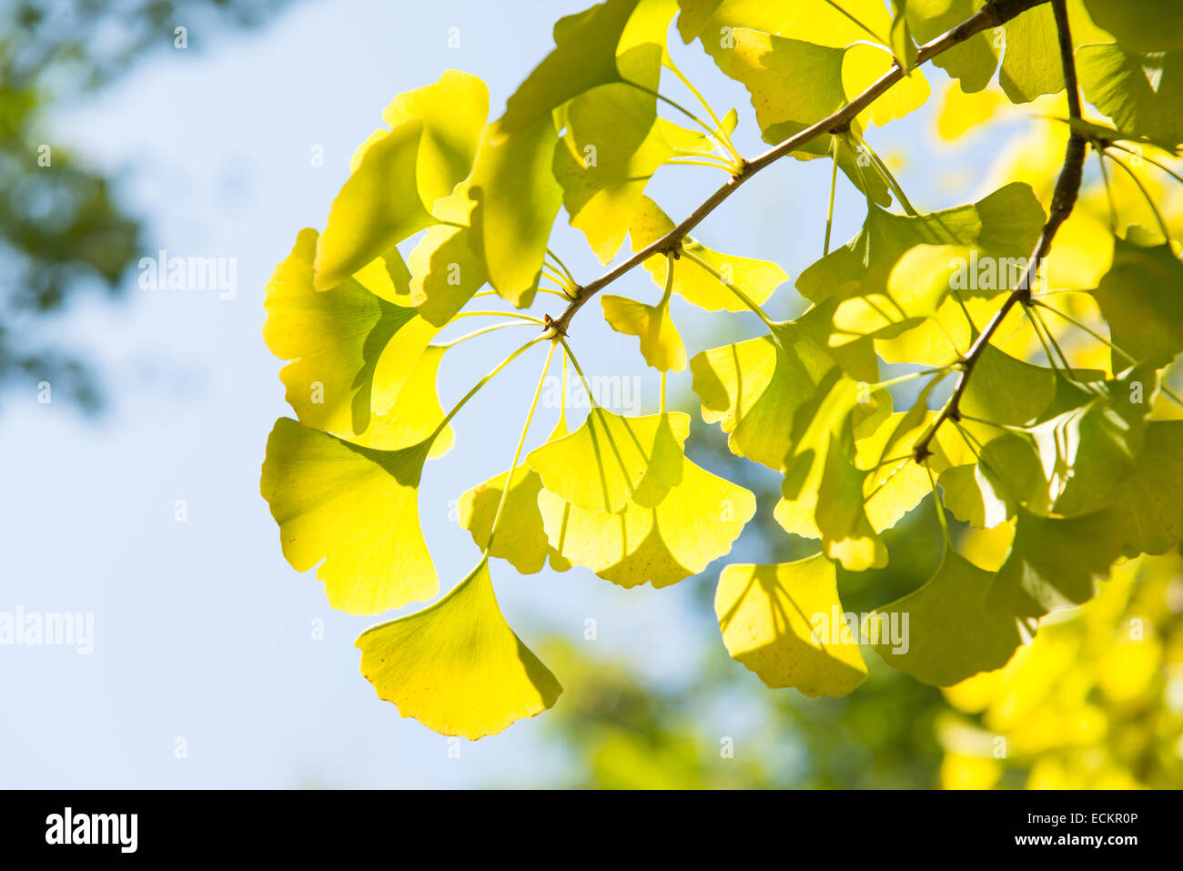 Primo piano della verde giallognolo ginkgo foglie in autunno Foto Stock