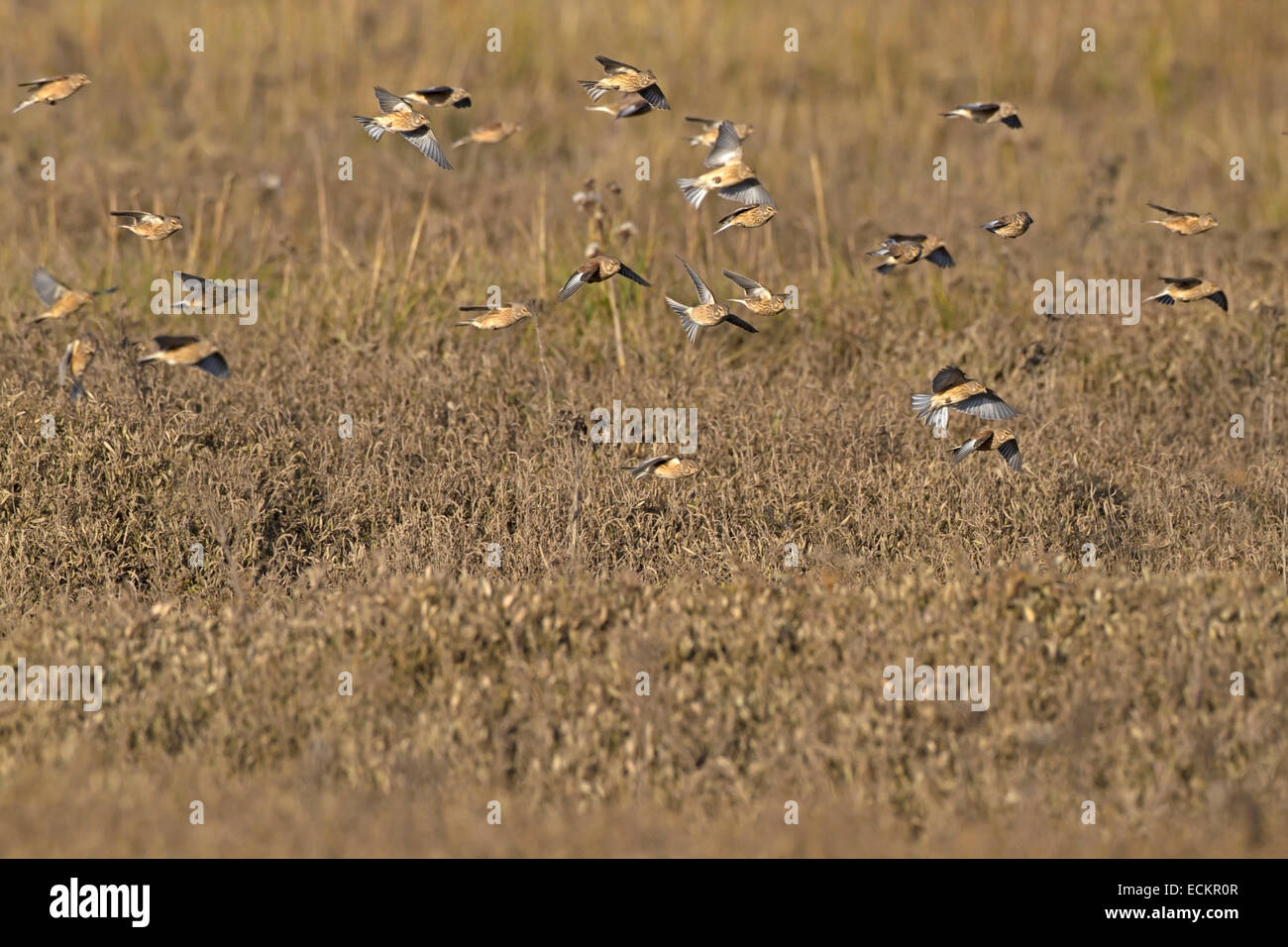 Linnet - Linaria cannabina Foto Stock