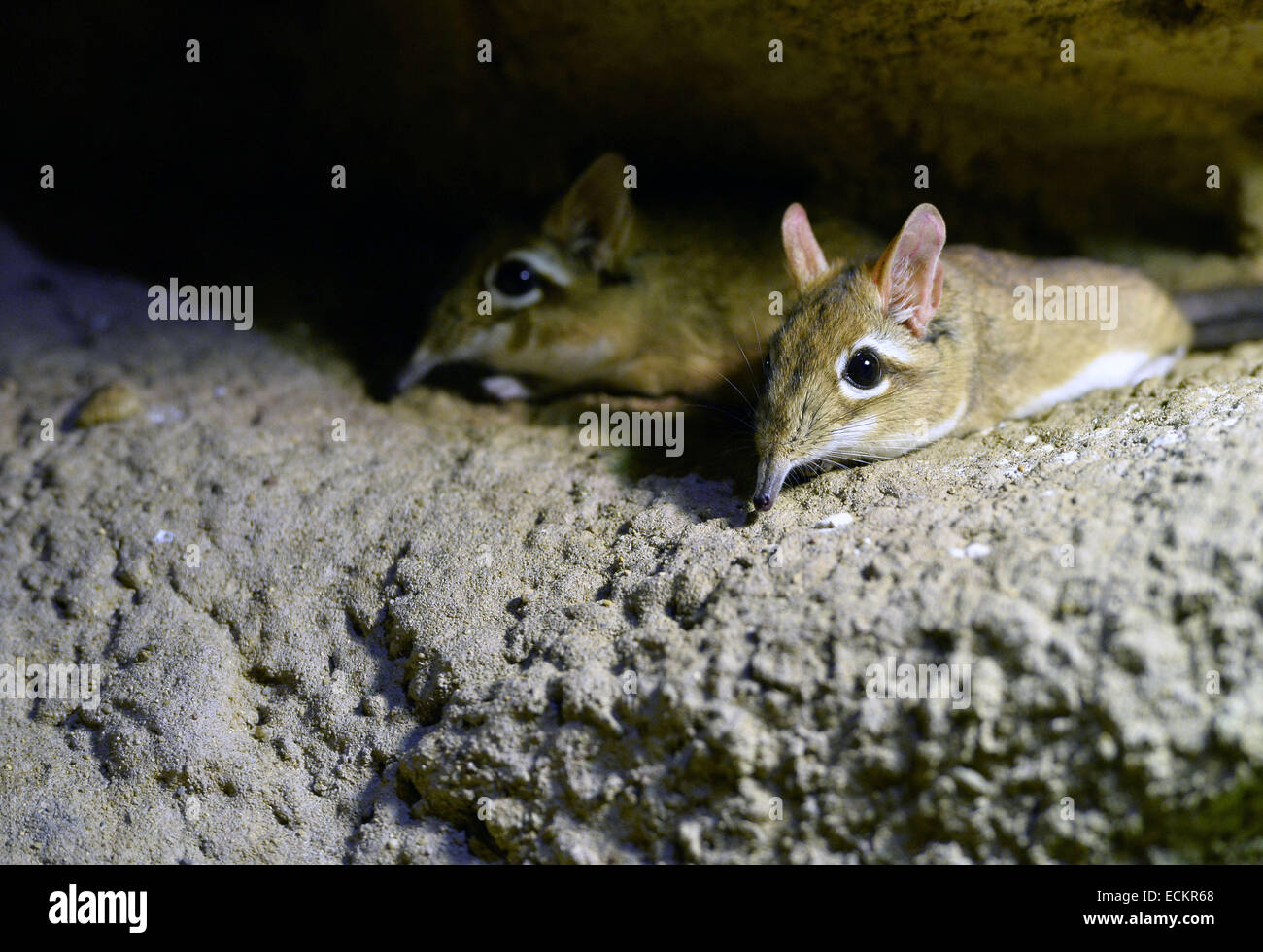 Praga, Repubblica Ceca. Xvi Dec, 2014. Zoo di Praga è riuscita in allevamento 228 specie in questo anno che è un record storico e molti dei nuovi arrivi sono uniche come il gigante mole-ratti, la spinosa-tailed lucertole o il cotone oche pigmee, direttore dello zoo Miroslav Bobek detto nel corso di una conferenza stampa tenutasi oggi a dicembre 16, 2014 a Praga, Repubblica Ceca. Del totale di 1,227 progenie di animali nati in quest'anno, molte sono le specie in via di estinzione che sono estremamente difficili da allevare. Credito: CTK/Alamy Live News Foto Stock