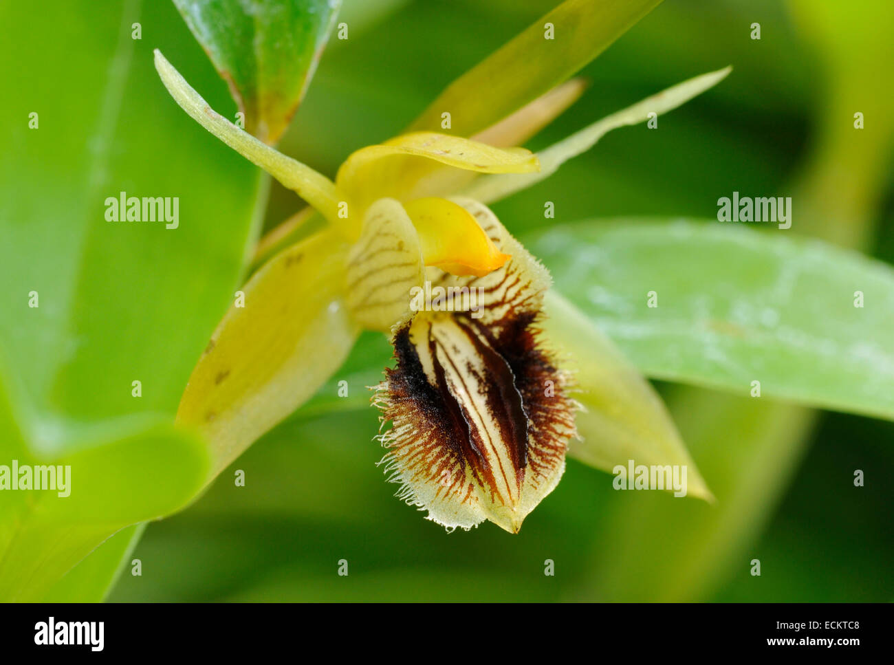 Giallo Ocra Coelogyne Orchid - Coelogyne fuscescens dal Nepal, India, il Sikkim, Bhutan, abbassare la Birmania, Cina e nord-est Thai Foto Stock