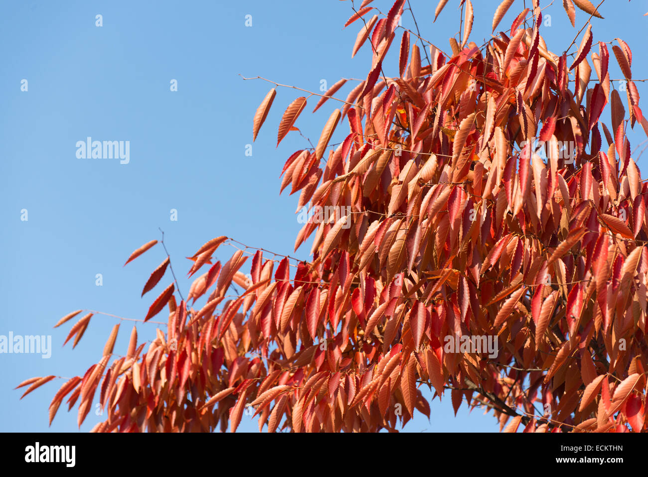 Foglie rosse di zelkova Albero in autunno Foto Stock