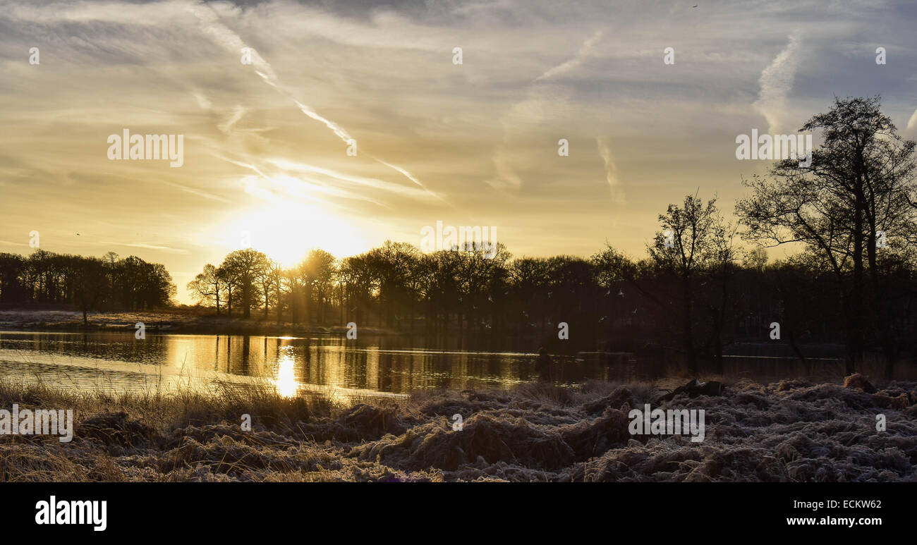 L alba visto da Richmond Park in Surrey.dove decine di cervi girovagano liberamente senza essere disturbati da tutto ciò che succede intorno a loro. Foto Stock