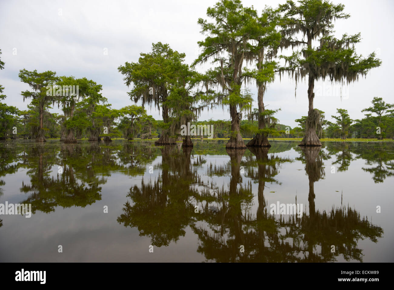 Il Bayou Classic palude di scena del Sud americano dotato di cipresso calvo alberi riflettendo sulla torbida acqua nel Lago Caddo Texas Foto Stock