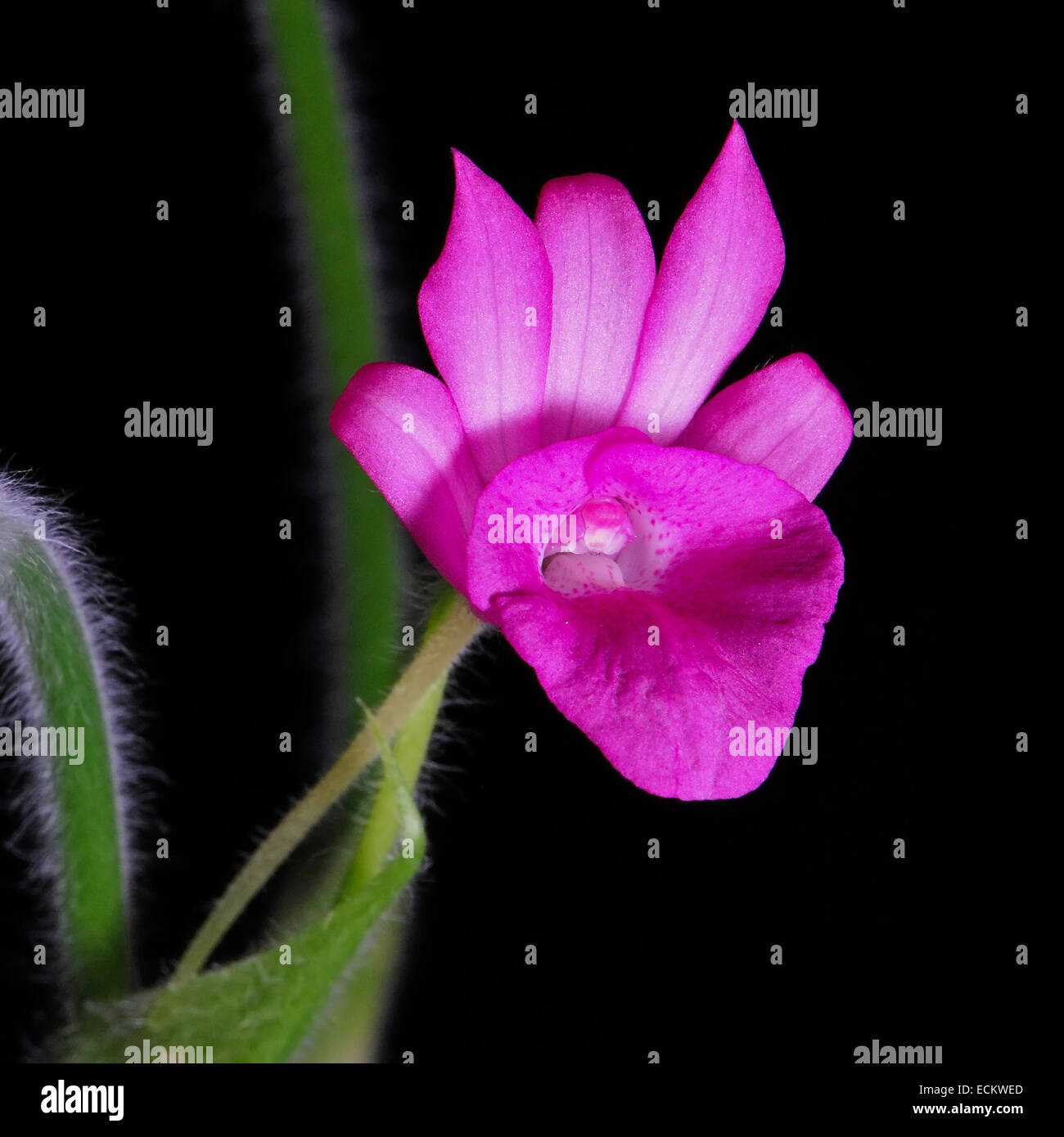 Bella terra di rosa fiori di orchidea, Calanthe succedanea, isolata su uno sfondo nero Foto Stock