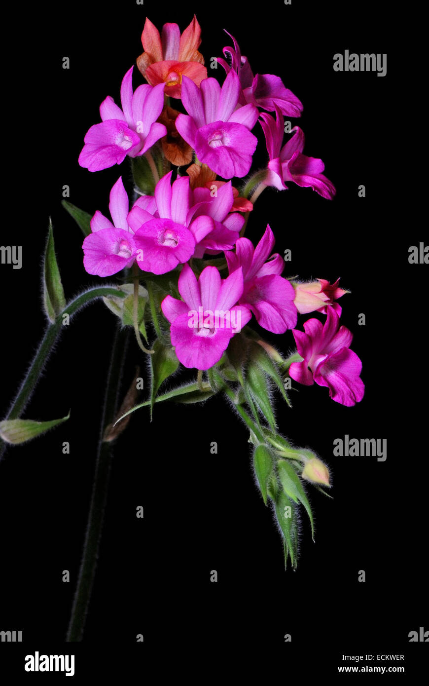 Bella terra di rosa fiori di orchidea, Calanthe succedanea, isolata su uno sfondo nero Foto Stock