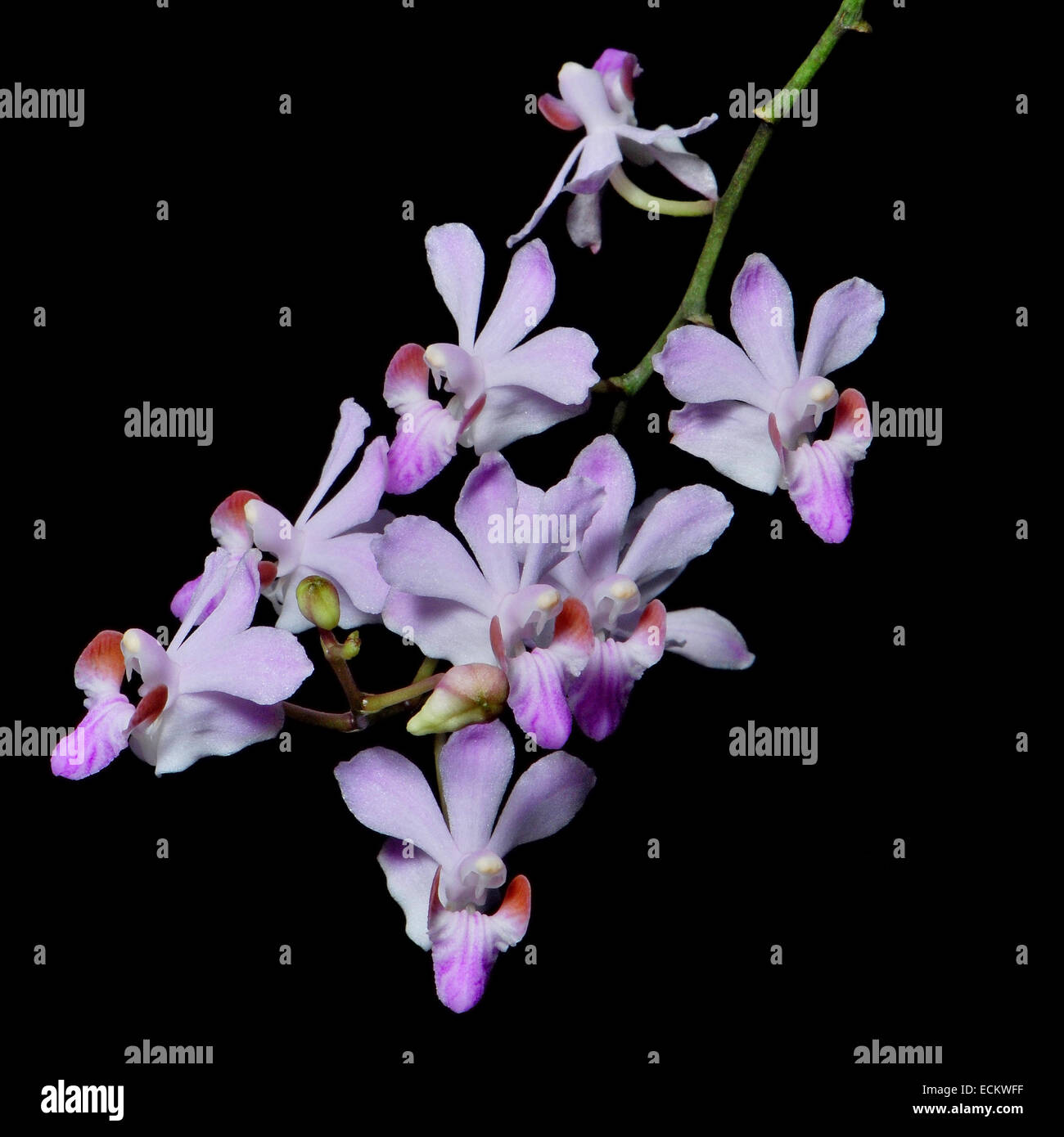 Di un bel colore rosa orchidee terrestri, Doritis pulcherrima, isolata su uno sfondo nero Foto Stock