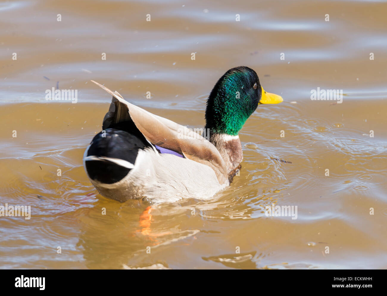 Anas platyrhynchos,il nuoto nel lago in cerca di cibo Foto Stock