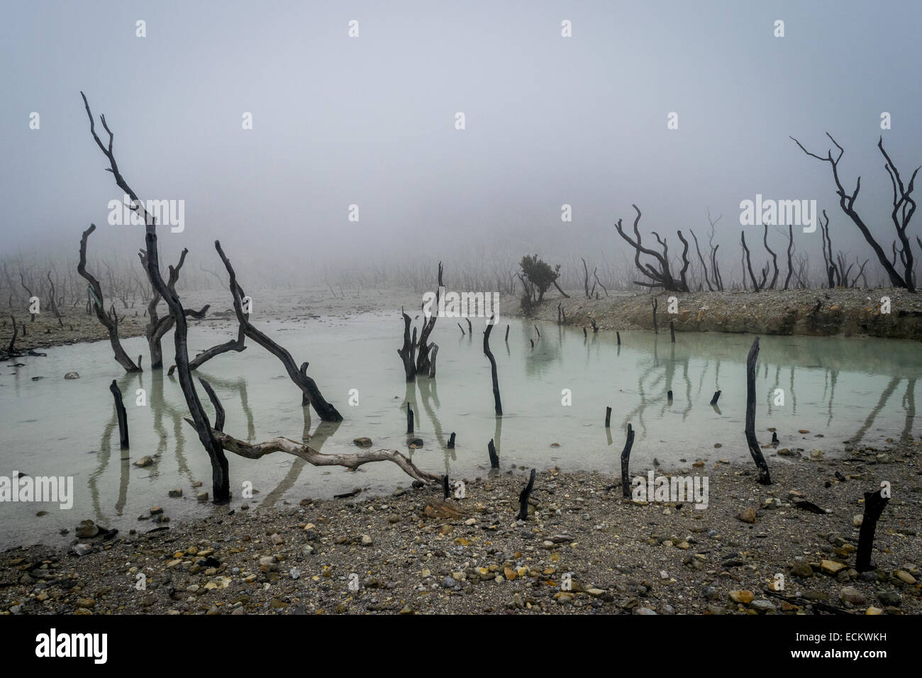 Alberi morti vicino ad un lago acido del vulcano Papandayan, Giava Occidentale, Indonesia. Foto Stock