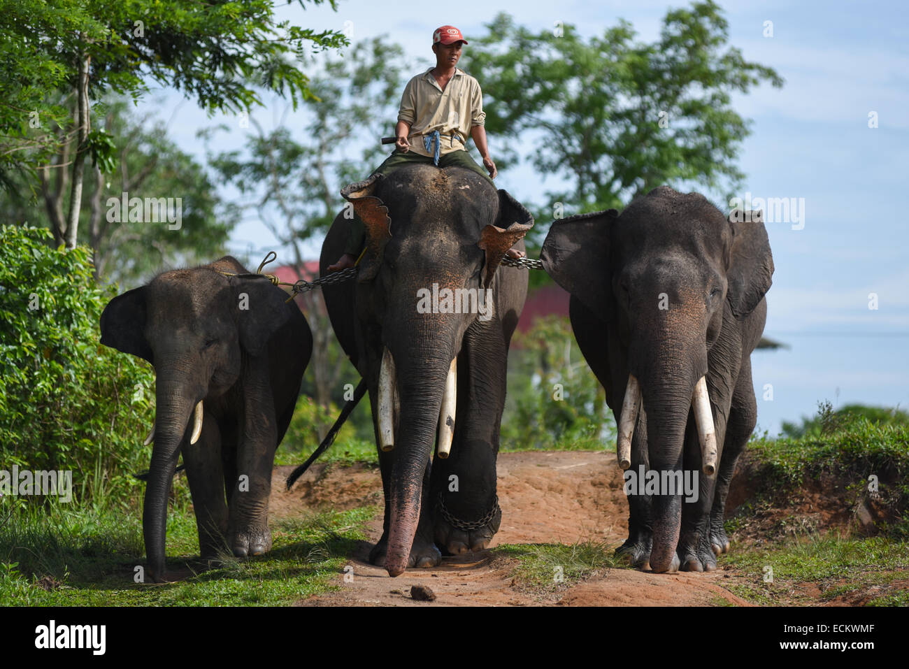 Un mahout prepara elefanti di Sumatra per la balneazione in modo Kambas National Park, Indonesia. Foto Stock