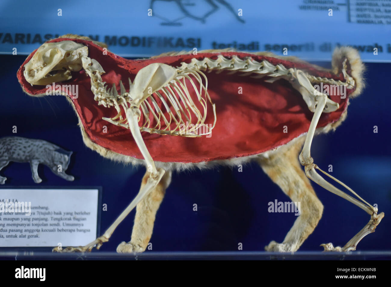 Una mostra delle strutture vertebrate dei mammiferi al Museo Zoologico di Bogor, Giava Occidentale, Indonesia. Foto Stock