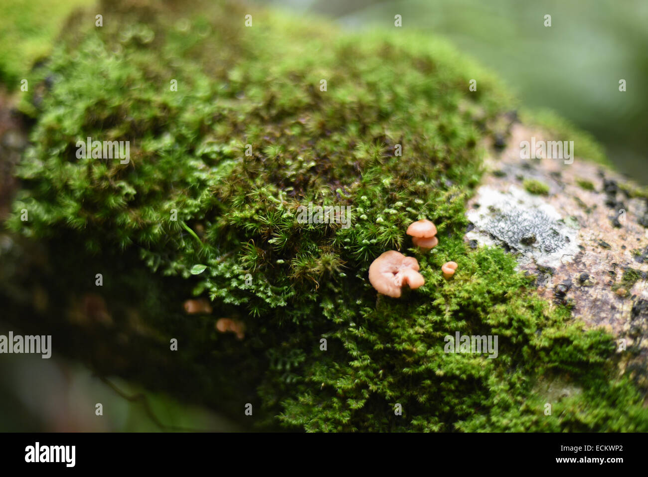 Muschi e funghi di bosco submontani di Gede Pangango Parco Nazionale. Foto Stock