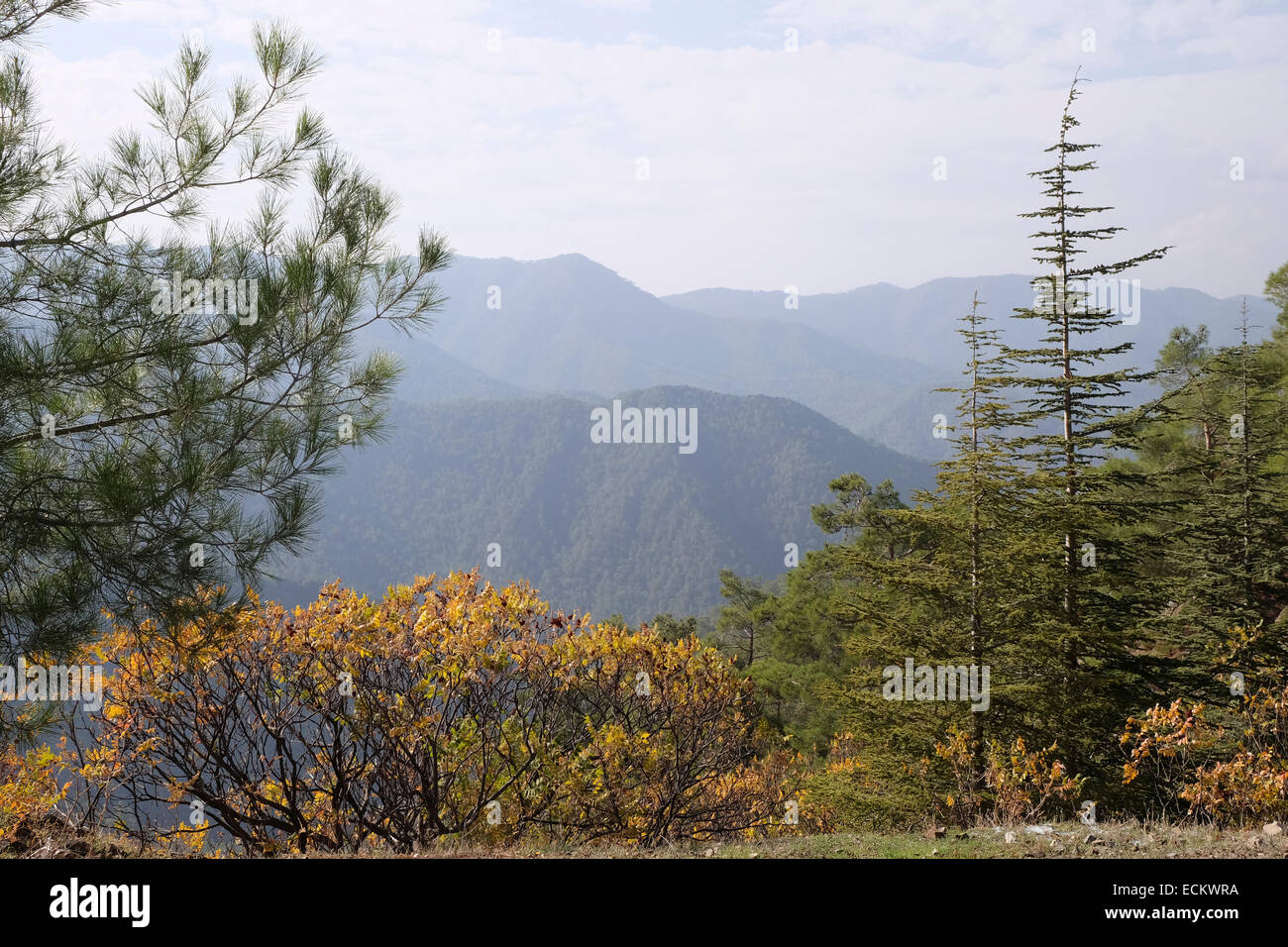 Scenario in i Monti Troodos, valle del Cedro, Cipro Foto Stock