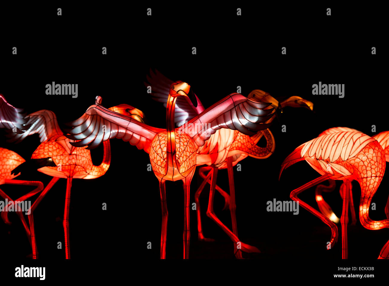 Flamingo le lanterne cinesi a Longleat, Warminster, Wiltshire. Inghilterra Foto Stock