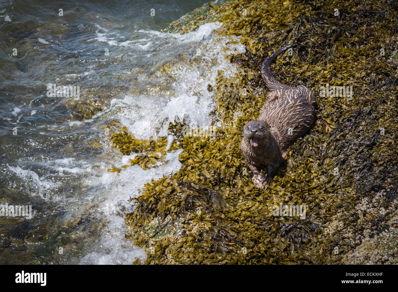 Stanley Park, Vancouver, British Columbia, Canada, America del Nord. Wild otter alimentazione sulle rocce. Foto Stock