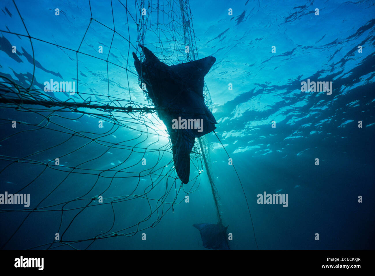 Mante (Manta birostris) catturati in reti da imbrocco; Huatabampo, Messico, Mare di Cortez, Oceano Pacifico Foto Stock