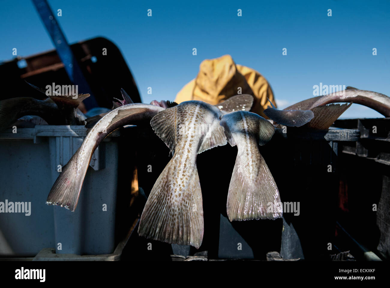 Fisherman ordina la cattura di merluzzo bianco (Gadus morhua) sulla barca da pesca deck, in procinto di essere ordinati in base alla dimensione. Stellwagen Bank Foto Stock