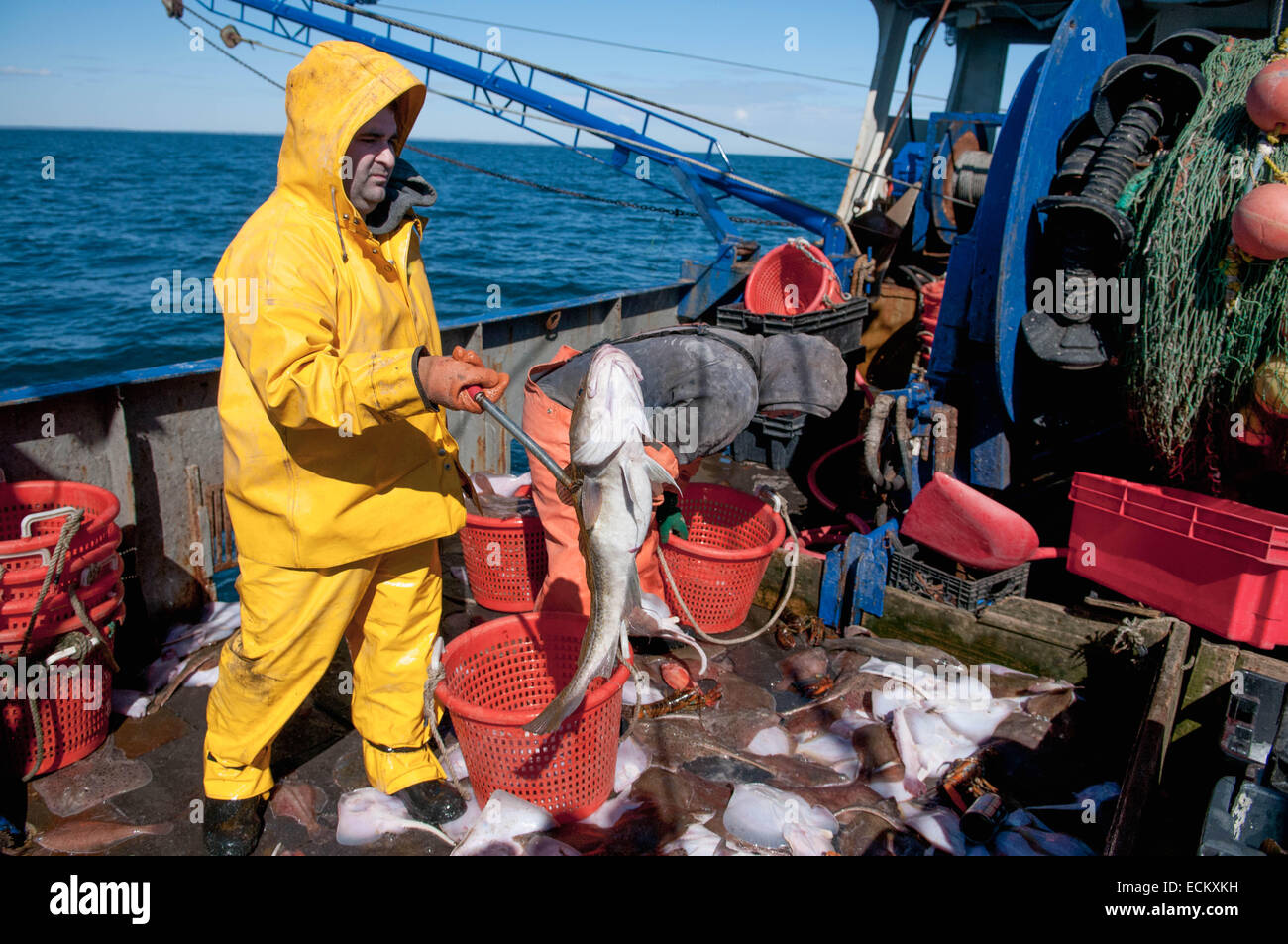 Fisherman ordina la cattura di merluzzo bianco (Gadus morhua), e skate (Leucoraja erinacea) sulla barca da pesca deck. Foto Stock