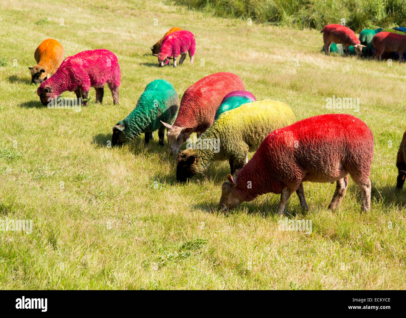 Latitude Festival, 18 Luglio 2014: multicolore di pecore pascolano in un prato, Foto Stock