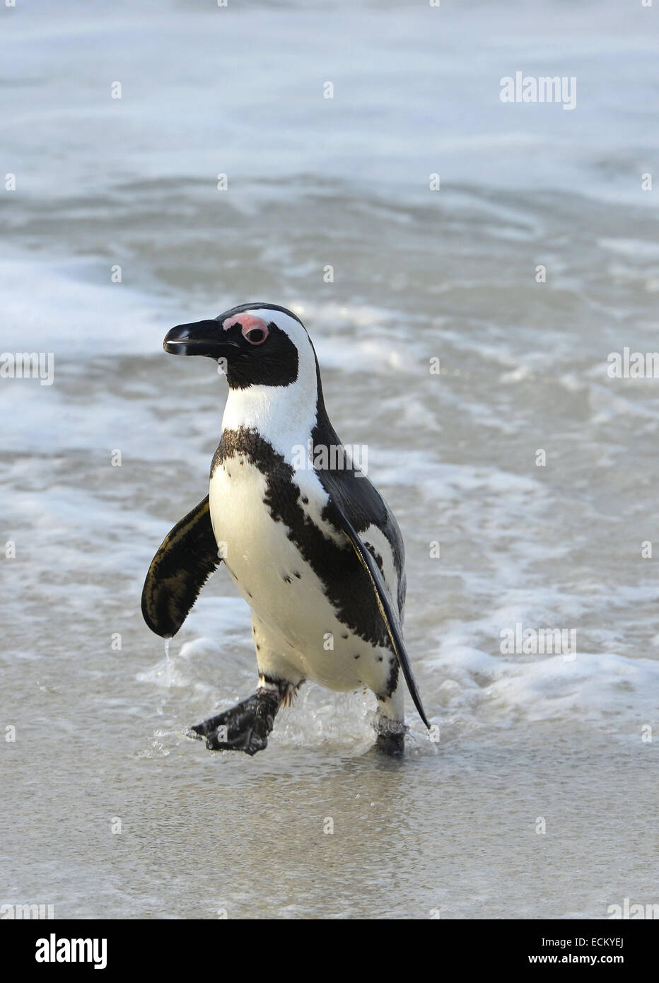 A piedi pinguino africano (Spheniscus demersus) sulla spiaggia. Sud Africa Foto Stock