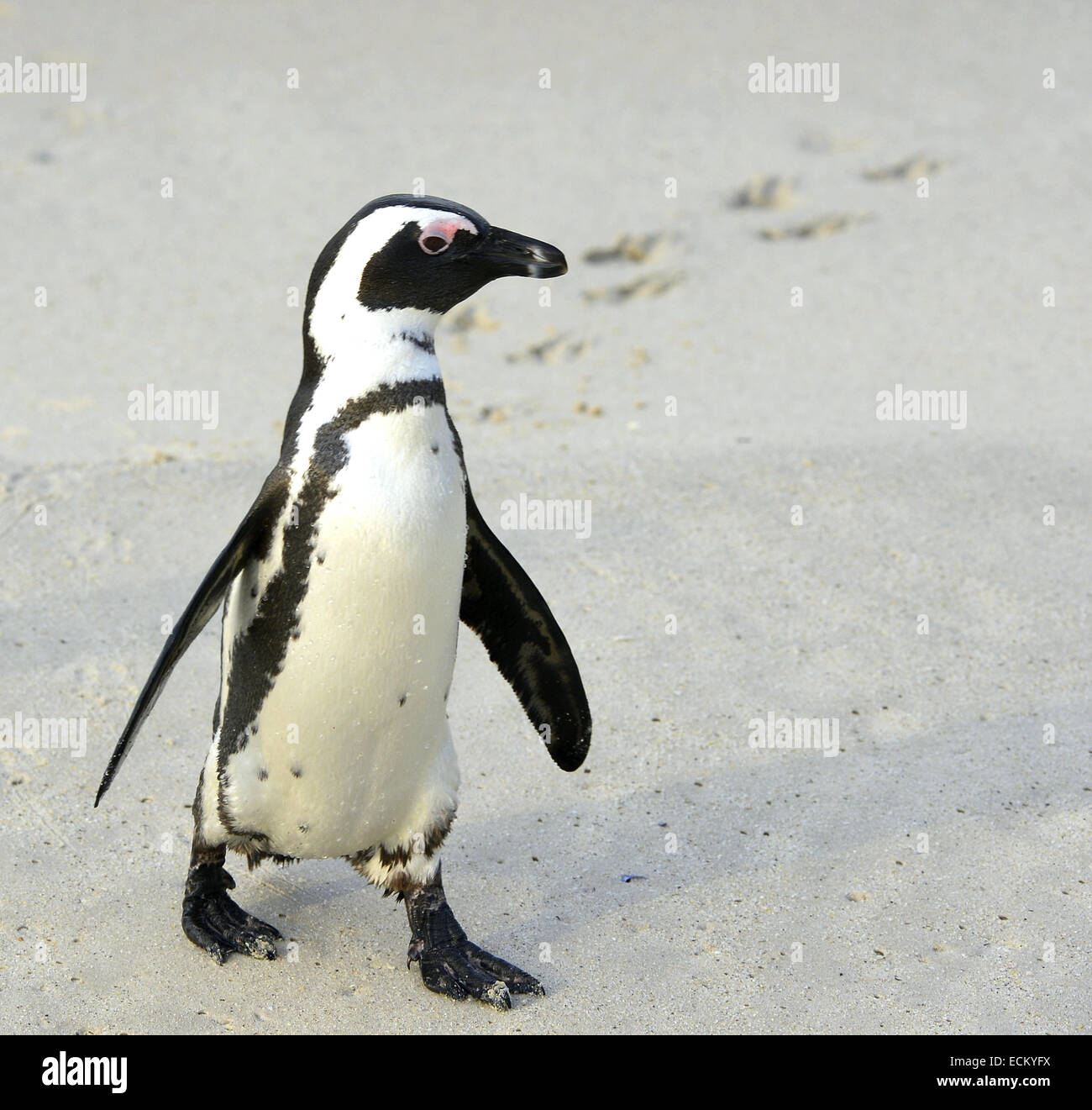 A piedi pinguino africano (Spheniscus demersus) con impronta sulla sabbia. Massi colony a Cape Town, Sud Africa. Foto Stock
