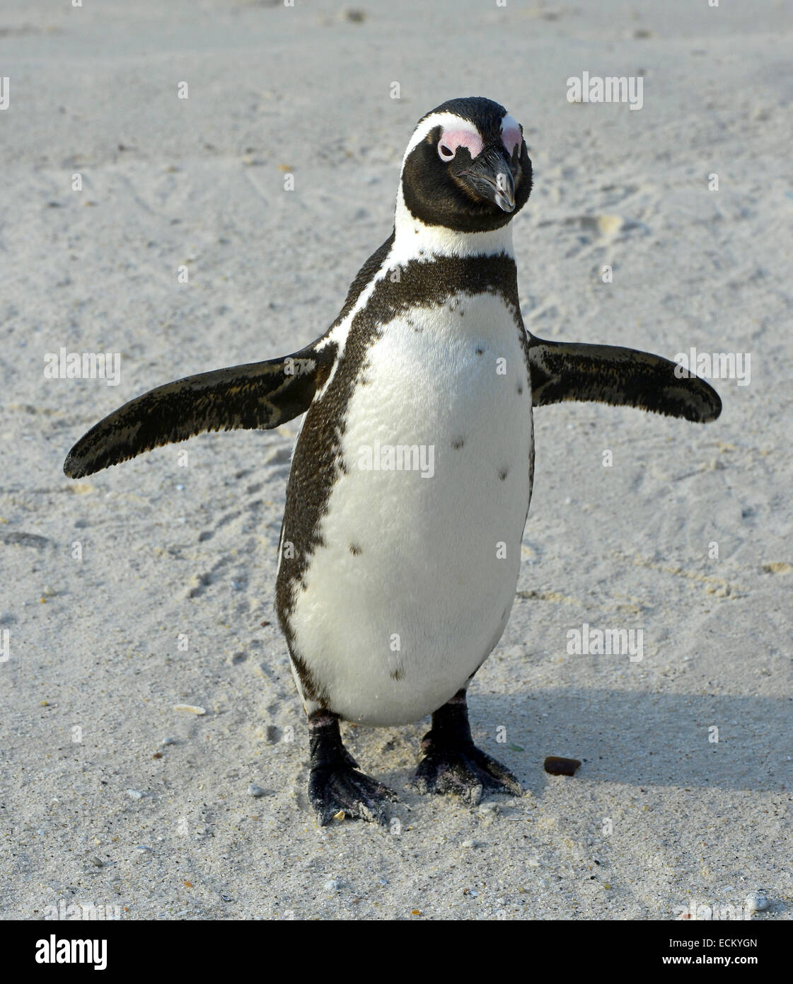 A piedi pinguino africano (Spheniscus demersus) con impronta sulla sabbia. Massi colony a Cape Town, Sud Africa. Foto Stock