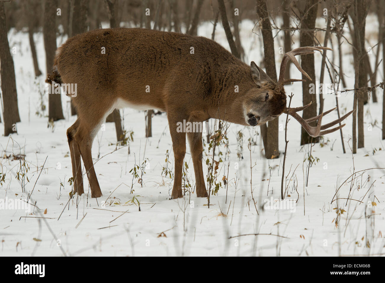 Grandi Culbianco Deer Foto Stock
