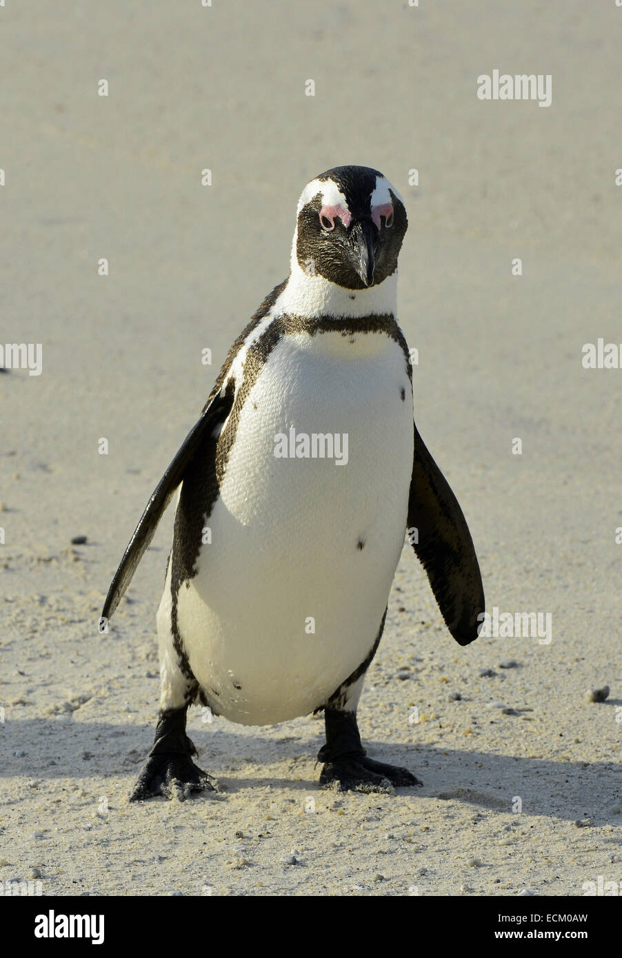 A piedi pinguino africano (Spheniscus demersus) sulla spiaggia. Foto Stock